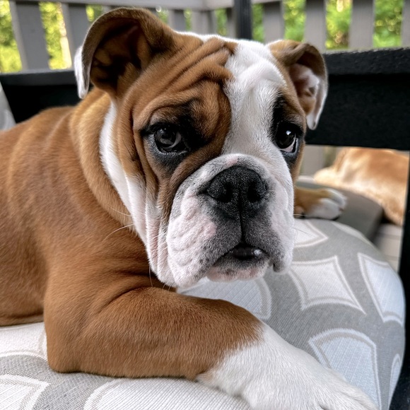 Meet your Posher, Wendolynn - Picture 1 of 1